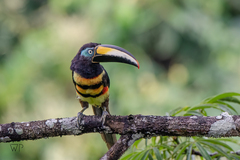 Pteroglossus pluricinctus