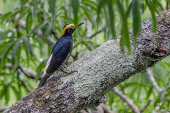 Melanerpes cruentatus