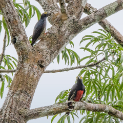 Melanerpes cruentatus