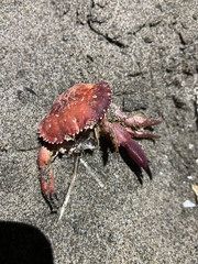 Platyxanthus orbignyi