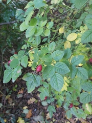 Rosa gymnocarpa