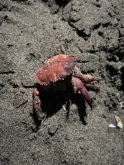 Platyxanthus orbignyi