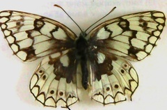 Melanargia russiae