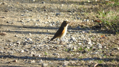 Ruiseñor coliazul (Tarsiger cyanurus)