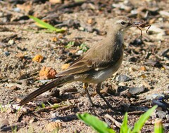 Motacilla capensis capensis