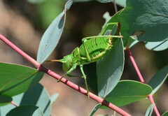 Callicrania ramburii