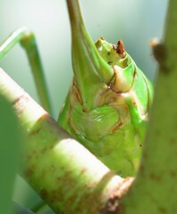 Callicrania ramburii