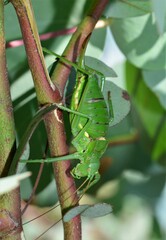 Callicrania ramburii