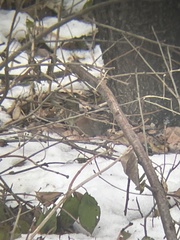 Clethrionomys gapperi