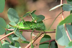 Callicrania ramburii