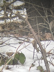 Clethrionomys gapperi