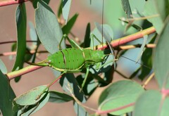 Callicrania ramburii