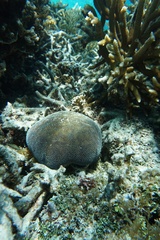 Culcita novaeguineae