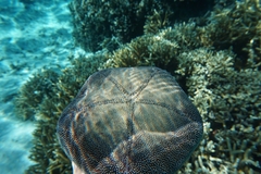 Culcita novaeguineae