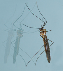Trichocera hiemalis