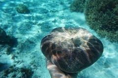 Culcita novaeguineae