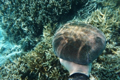 Culcita novaeguineae