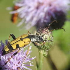 Rutpela maculata