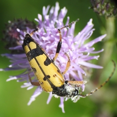 Rutpela maculata