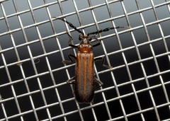 Silinae