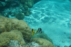 Chaetodon ulietensis