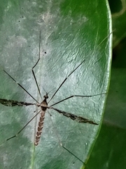 Epiphragma