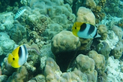 Chaetodon ulietensis