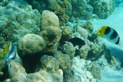 Chaetodon ulietensis