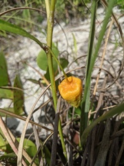 Physalis × elliottii