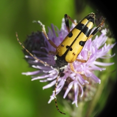 Rutpela maculata