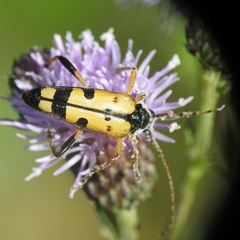 Rutpela maculata