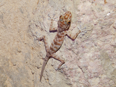 Ptyodactylus hasselquistii