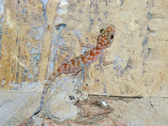 Ptyodactylus hasselquistii