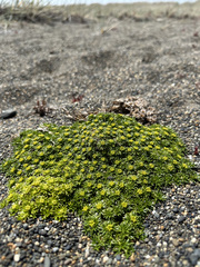 Azorella trifurcata