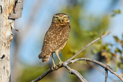 Athene cunicularia grallaria