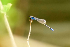 Pseudagrion rubriceps