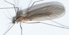 Trichocera hiemalis