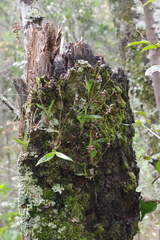 Polystachya concreta