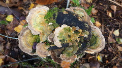 Trametes ochracea