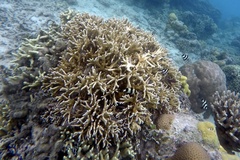Millepora tenera