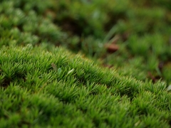 Polytrichum juniperinum