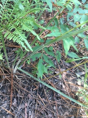 Paspalum floridanum