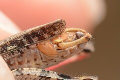 Calliptamus barbarus barbarus
