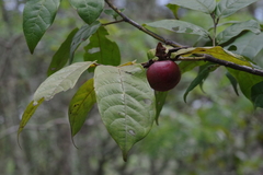 Diospyros pseudomespilus