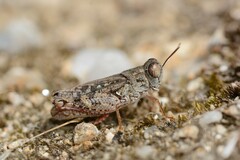 Calliptamus barbarus barbarus