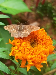 Caprona ransonnettii