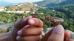 Calliptamus barbarus barbarus