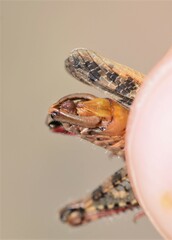 Calliptamus barbarus barbarus