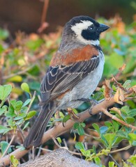 Passer melanurus melanurus