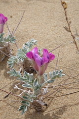 Oxytropis tragacanthoides